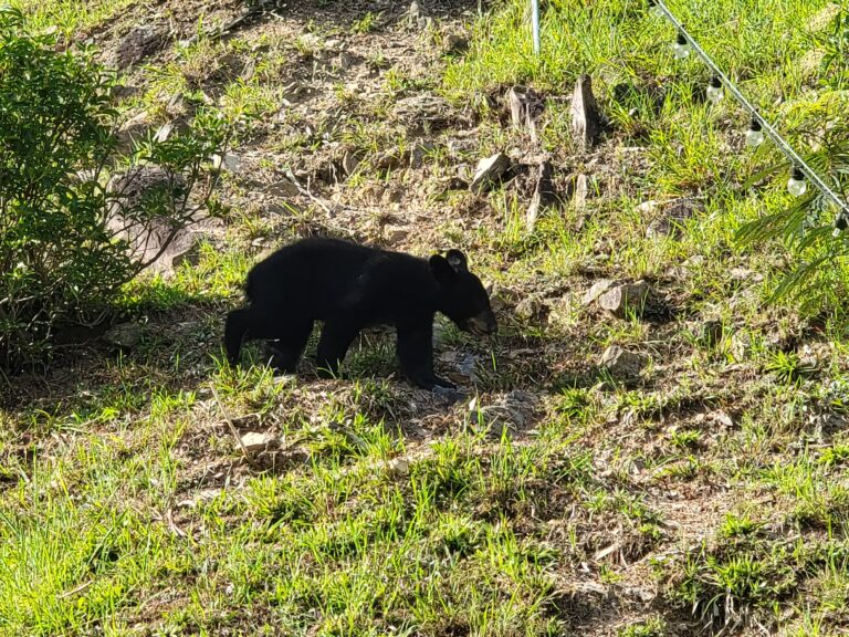 Bear Encounters: Knowing How to Respond