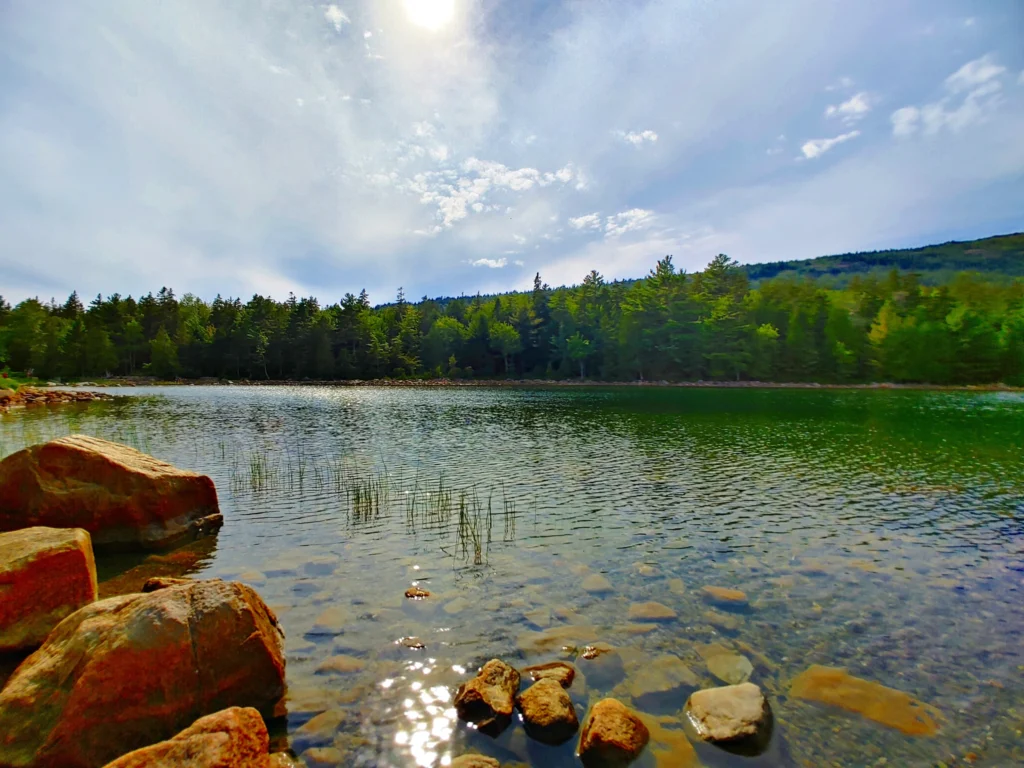 clear water of Jordan pond with tall grass poking through the water, with lush trees, blue skies, and white clouds in the background. 