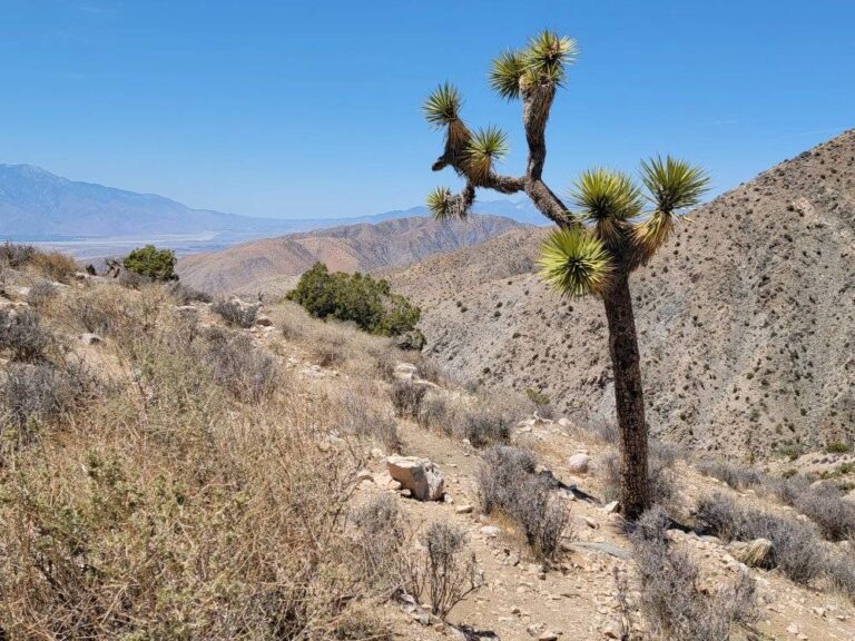 Joshua Tree National Park Best Hikes For Kids