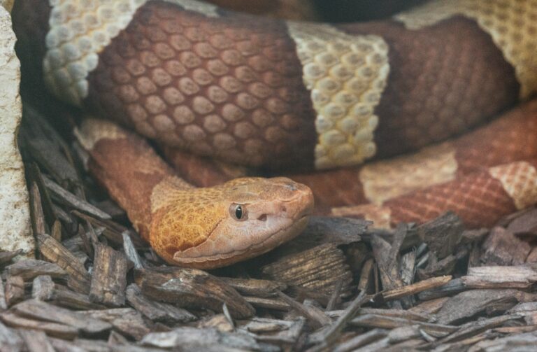 Snake Encounters: What To Do and How To Avoid Them  