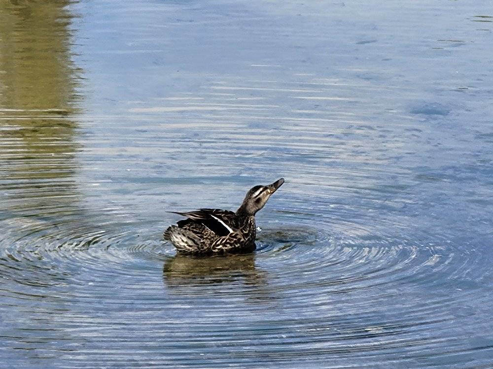 Duck swimming in calm water creating ripples in Grand Teton National Park