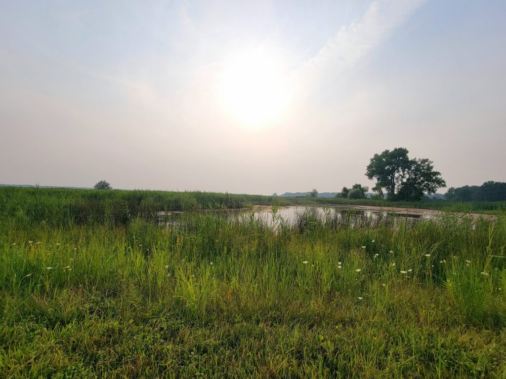 Grassy wetland landscape with tall vegetation and water under a hazy sky
