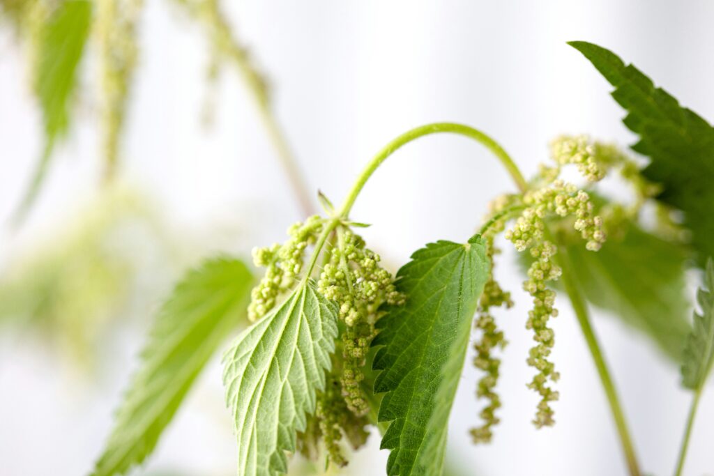 Close-up of stinging nettle plant with serrated leaves and hanging green clusters