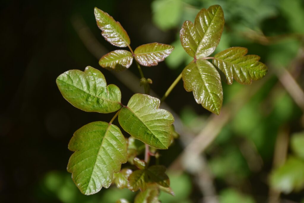 Poison ivy plant showing clusters of three shiny green leaves in natural setting