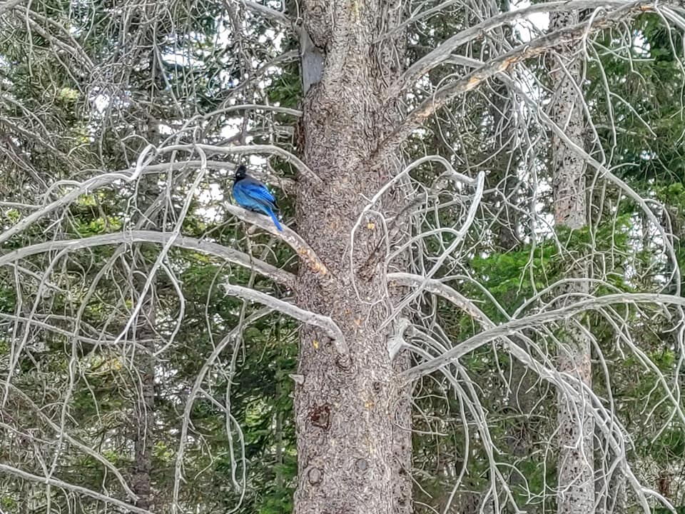 Blue jay perched on a tree branch , wildlife watching is one of the best things to do in Rocky Mountain National Park with kids.