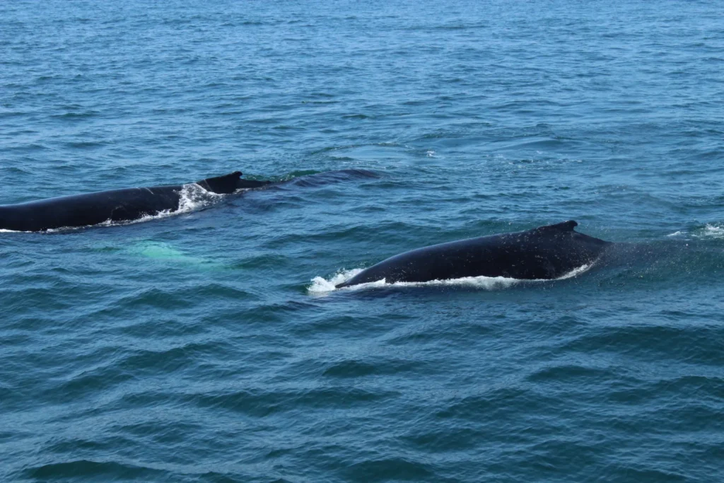 Two Whales surfacing in the ocean during a Provincetown whale watching tour
