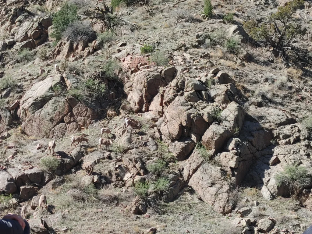 Bighorn sheep climbing rocky cliffs on the Royal Gorge walls near Cañon City, Colorado.