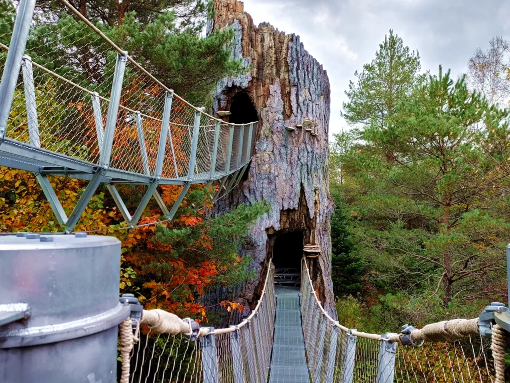 Suspension bridges leading through a giant hollow tree structure surrounded by colorful forest foliage.