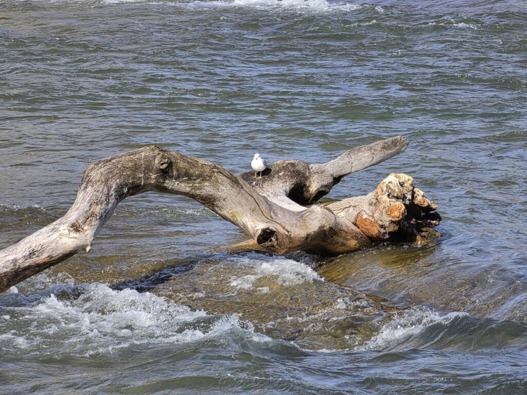 A small gull stands on a large piece of driftwood resting in a fast-moving river, surrounded by rippling water and gentle waves.