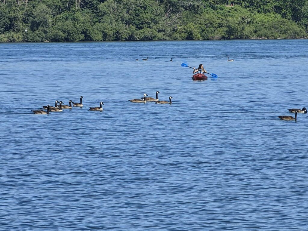 A kayaker paddles across a calm blue river while a flock of Canada geese swims nearby, with a tree-lined shoreline visible in the background.