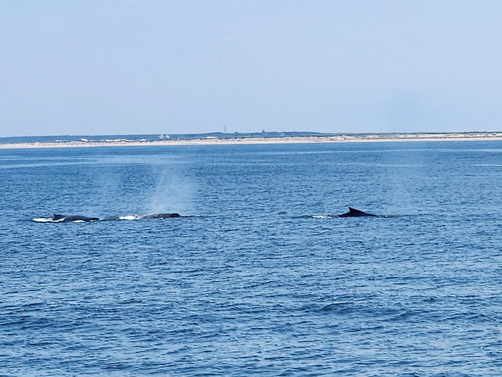 the fins and mist blown by humpback whales in the waters off of Cape Cod during a whale watching excursion, one of the best things to do on Cape Cod with kids 