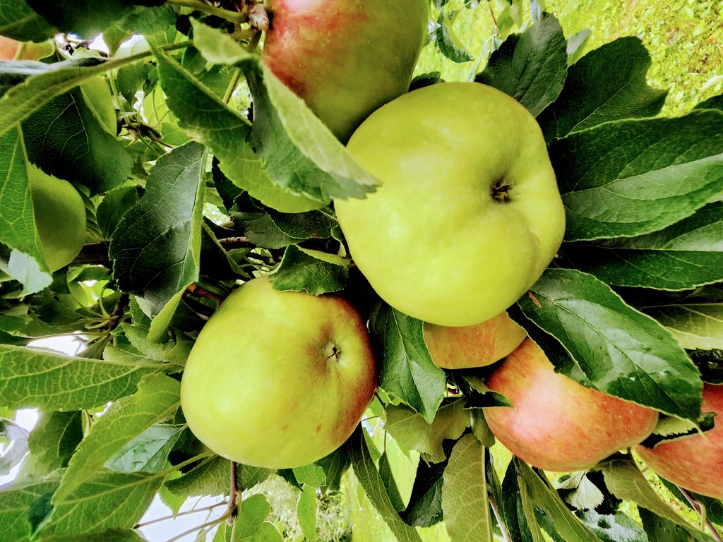 Red and green apples growing on a tree surrounded by leaves