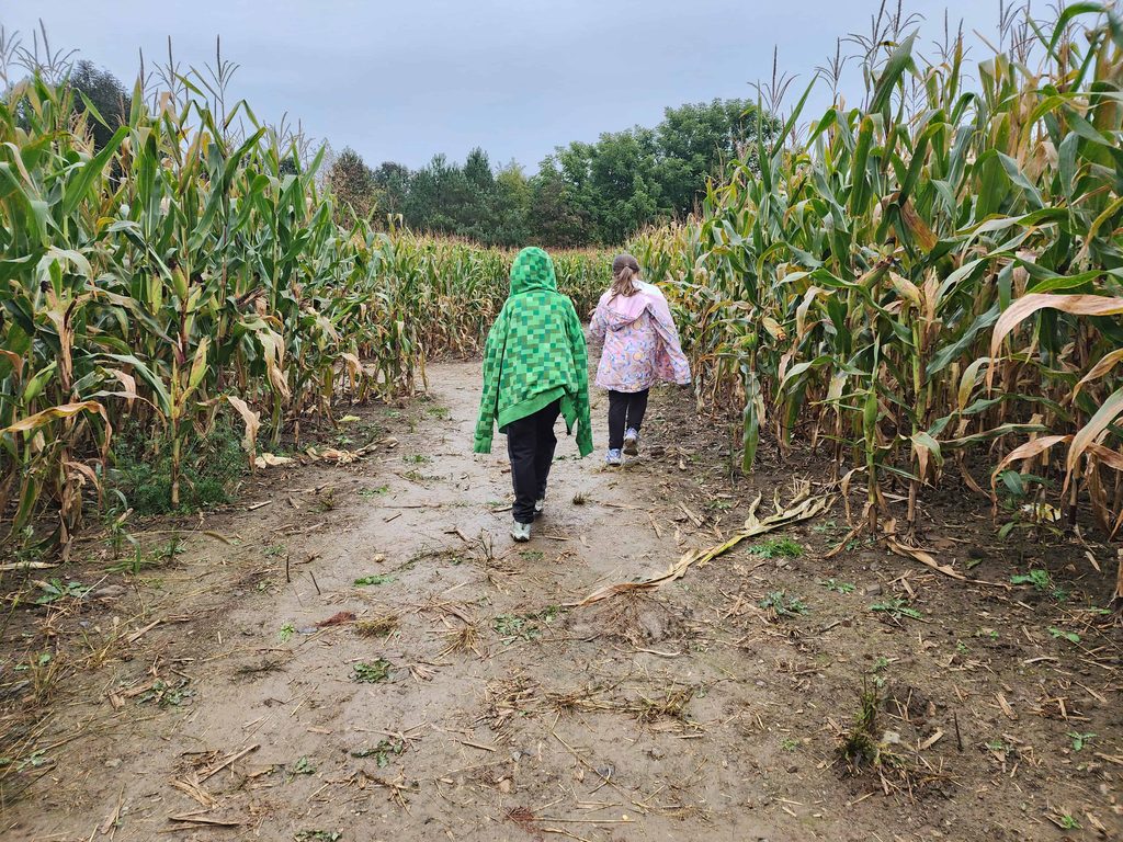 Two children walking through a corn maze on a fall day.