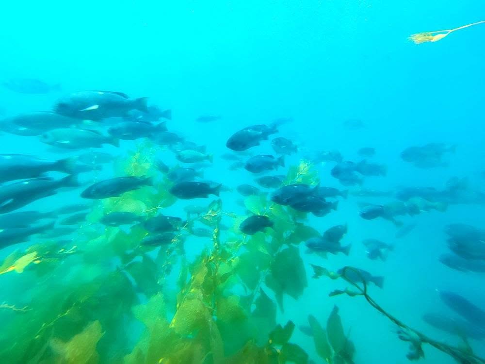 Fish swimming through kelp beneath the clear blue water.