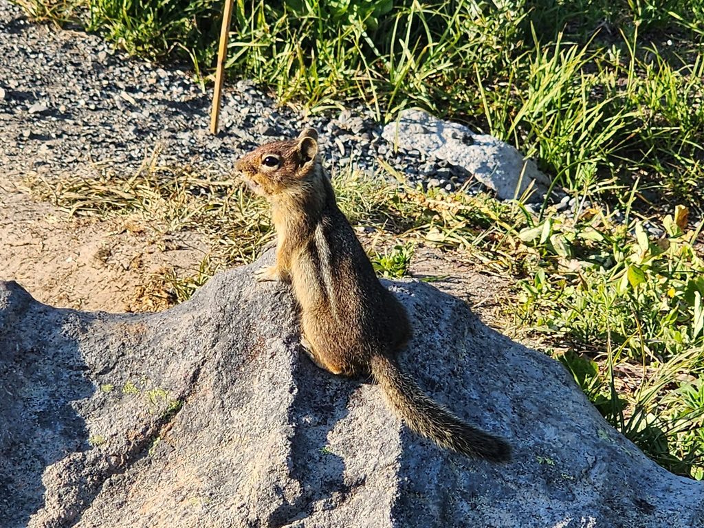 Douglas squirrel perched on a rock at Mount Rainier National Park